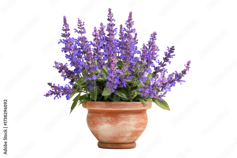 Fototapeta premium Salvia flowers in terracotta pot on transparent background