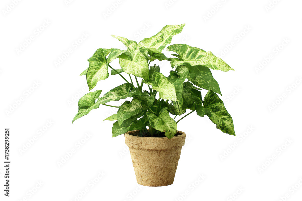 Obraz premium Syngonium Arrowhead Vine in Pot on Transparent Background