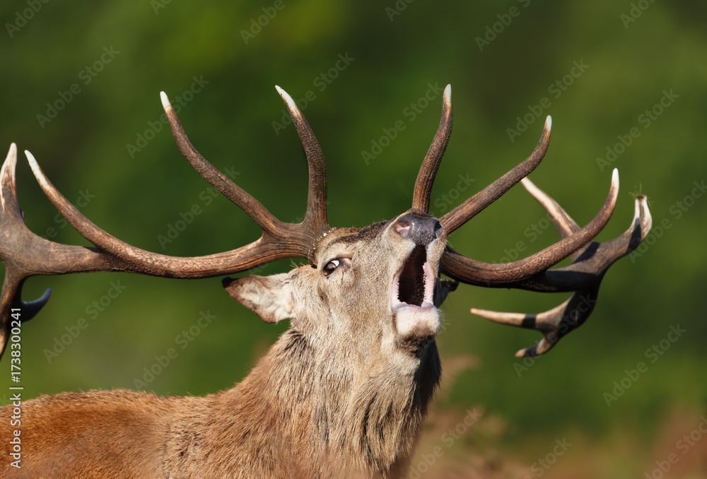 Fototapeta premium Portrait of a red deer stag calling during the rut in autumn