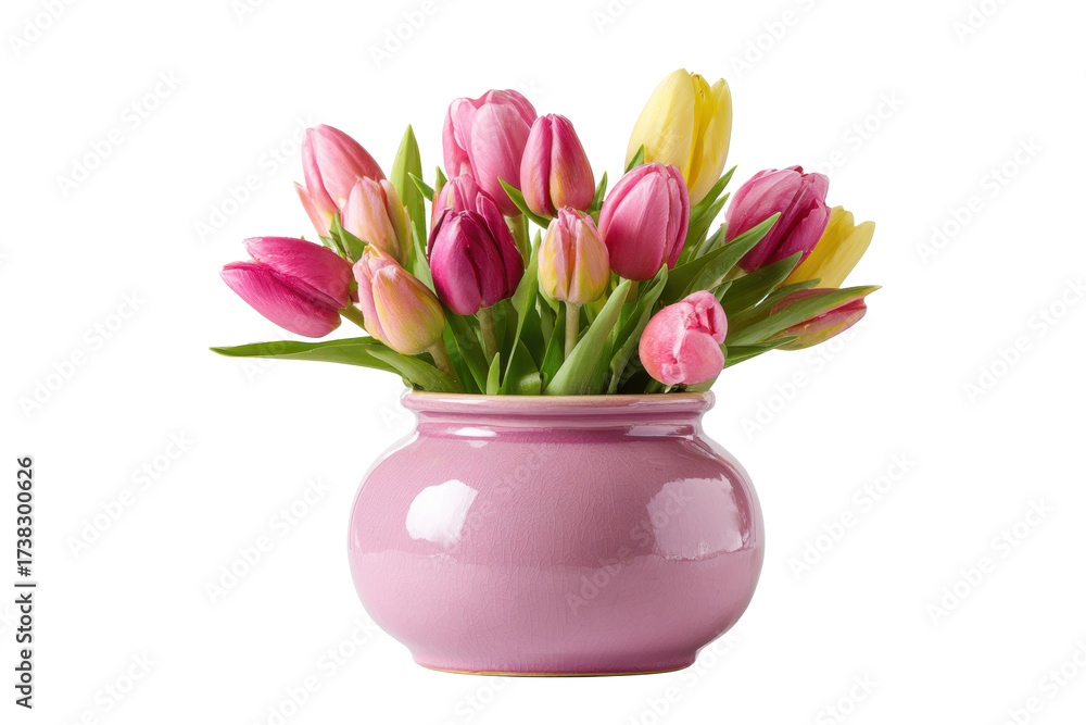 Obraz premium Tulips in pink ceramic vase on transparent background
