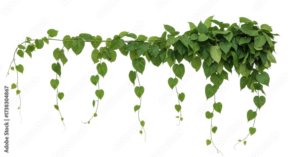 Obraz premium Isolated Vine with Heart-Shaped Leaves, Perfect for Overlays, Green Plant Decor, and Accents