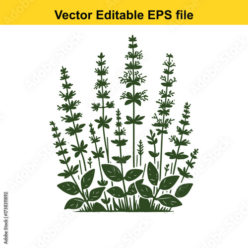 Vector art of green herbs, vector editable eps file