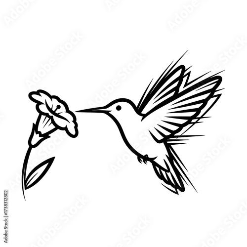 Hummingbird flying to flower line art sketch minimalist black and white illustration, elegant wings, long beak, simple nature artwork isolated on white background design.