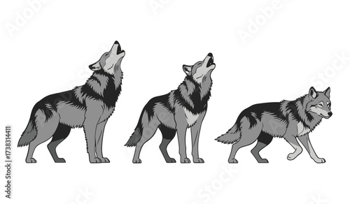 Three grey wolves in different poses on a white background wolf animal