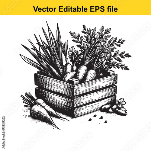 Vector art of handdrawn illustration of a wooden crate filled with fresh carrots and greens
