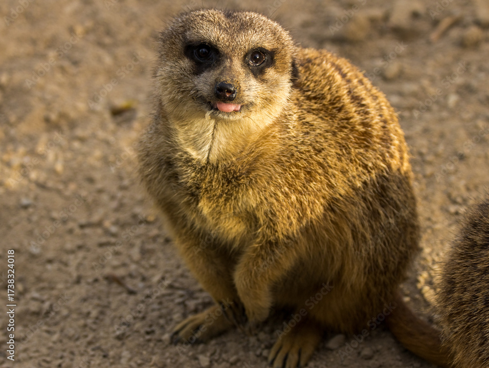 Fototapeta premium Suricate