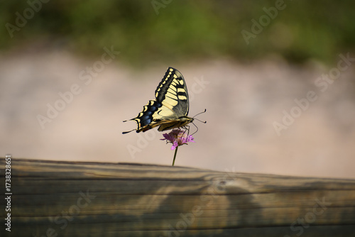 butterfly Old World Swallotail (Papilio machaon) from Parc natural de s'Albufera (Mallorca, Spain)