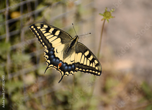 butterfly Old World Swallotail (Papilio machaon) from Parc natural de s'Albufera (Mallorca, Spain)