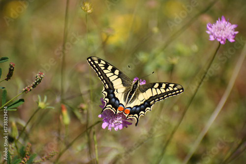 butterfly Old World Swallotail (Papilio machaon) from Parc natural de s'Albufera (Mallorca, Spain)