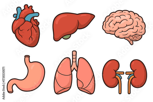 Human internal organs icon collection. Healthy anatomy set. Heart, liver, brain, stomach, lungs, kidneys. Cartoon vector illustration for medicine, biology, healthcare design.