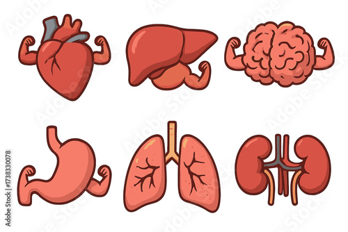 Human internal organs icon set. Strong healthy heart, liver, brain, stomach, lungs, kidneys. Cartoon mascot characters flexing muscles. Anatomy vector illustration concept.