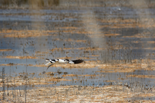 Pied Avocet (Recurvirostra avosetta) - bird from Parc natural de s'Albufera, Mallorca, Spain