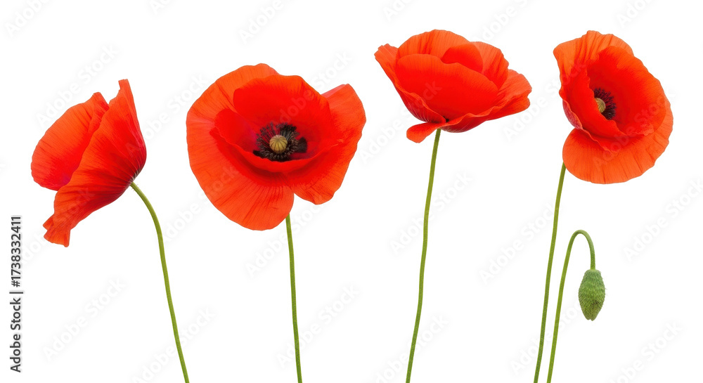 Obraz premium Isolated bright red poppy flowers with stems, nature, springtime concept, floral elements