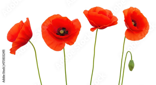 Isolated bright red poppy flowers with stems, nature, springtime concept, floral elements