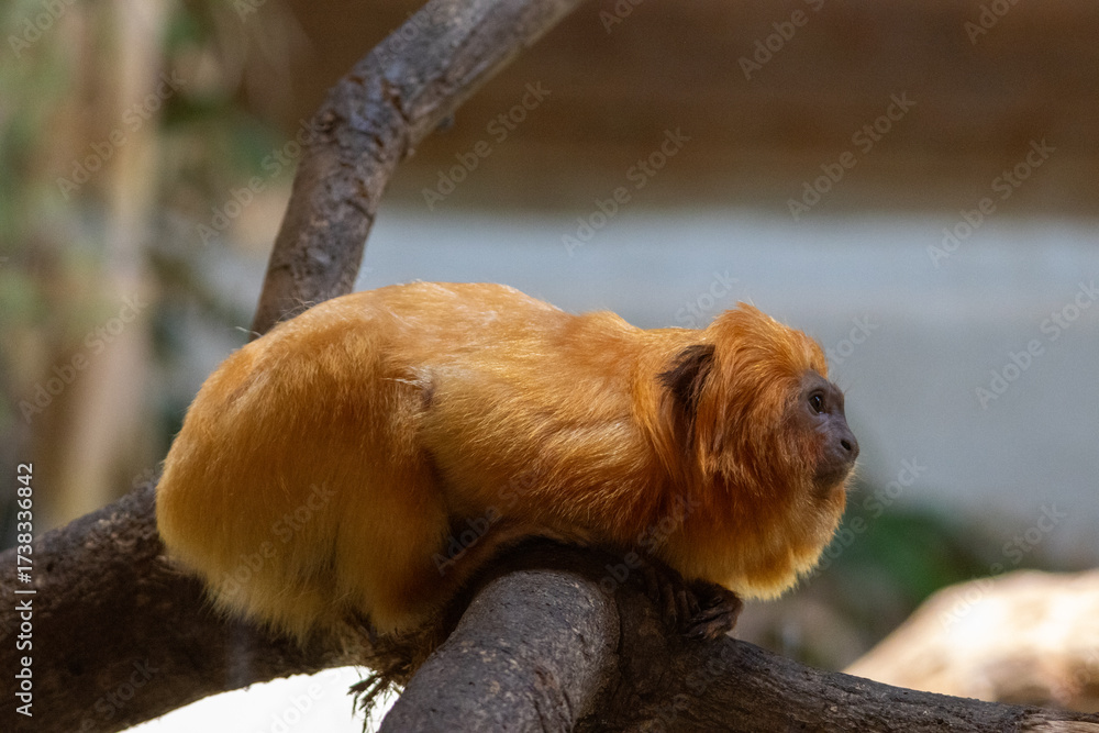 Obraz premium Tamarin lion