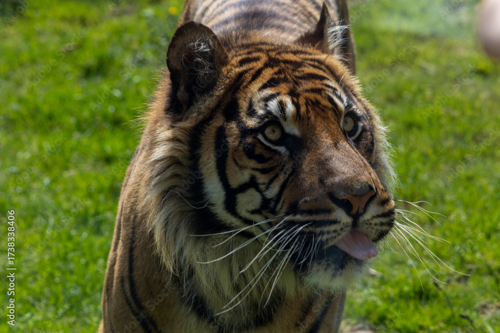 Obraz premium Tigre de Sumatra