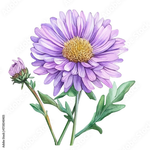 minimal yet artistic elements for creative designs. hand-drawn paint, Simple Illustration, A beautiful painting of aster flower set, EPS format, isolated on a white background, watercolor style	