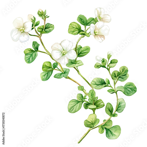 hand-drawn paint, Simple Illustration, A beautiful painting of bacopa herb, EPS format, isolated on a white background, watercolor style, minimal yet artistic elements for creative designs	