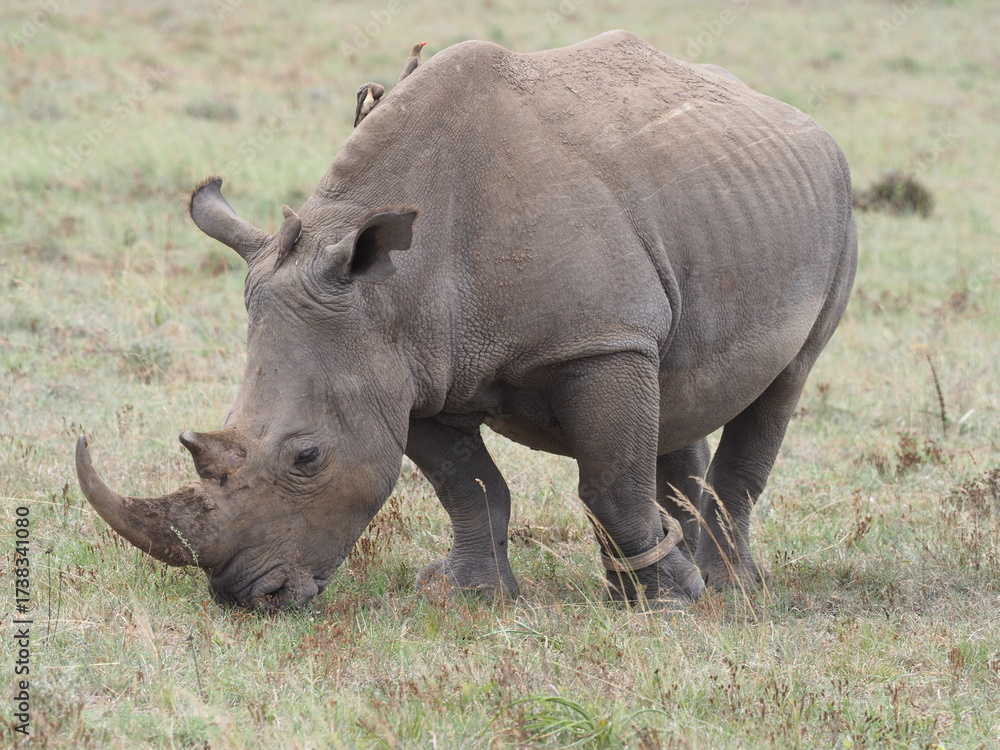 Fototapeta premium Nashorn in Südafrika