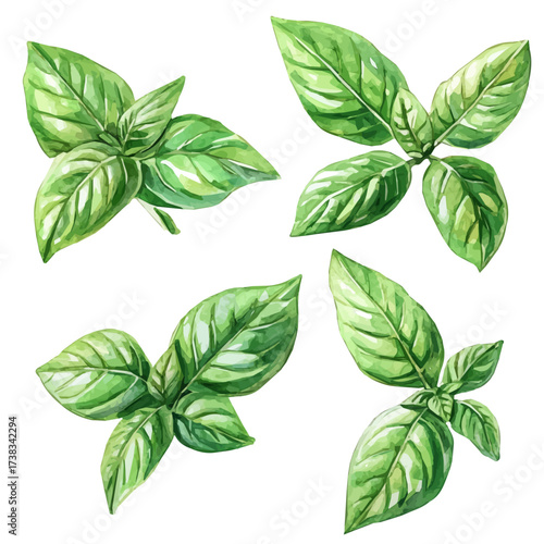 hand-drawn paint, Simple Illustration, A beautiful painting of basil leaves, EPS format, isolated on a white background, watercolor style, minimal yet artistic elements for creative designs	