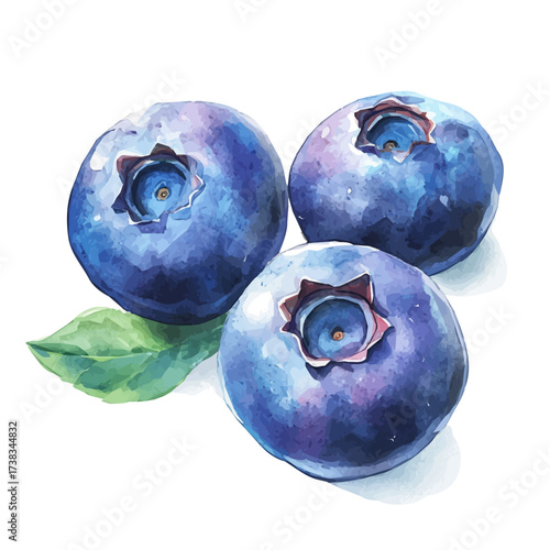 hand-drawn paint, Simple Illustration, A beautiful painting of blueberry, EPS format, isolated on a white background, watercolor style, minimal yet artistic elements for creative designs	