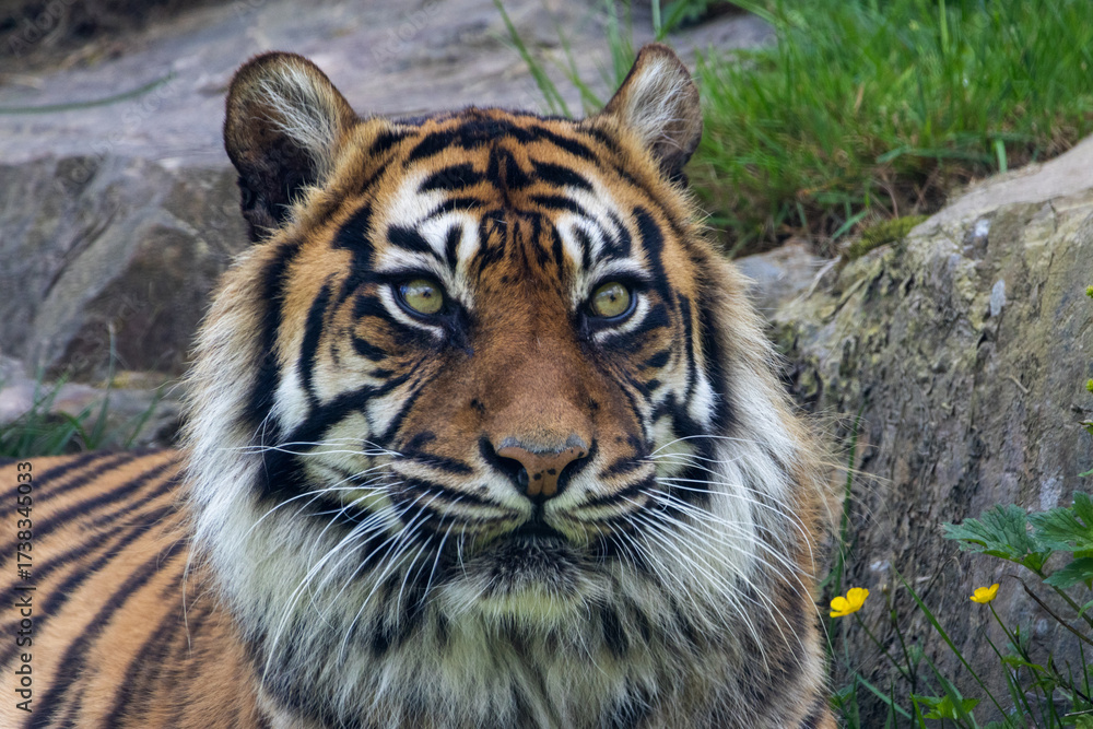 Fototapeta premium Tigre de Sumatra