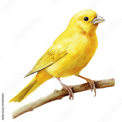 hand-drawn paint, Simple Illustration, A beautiful painting of canary bird, EPS format, isolated on a white background, watercolor style, minimal yet artistic elements for creative designs	