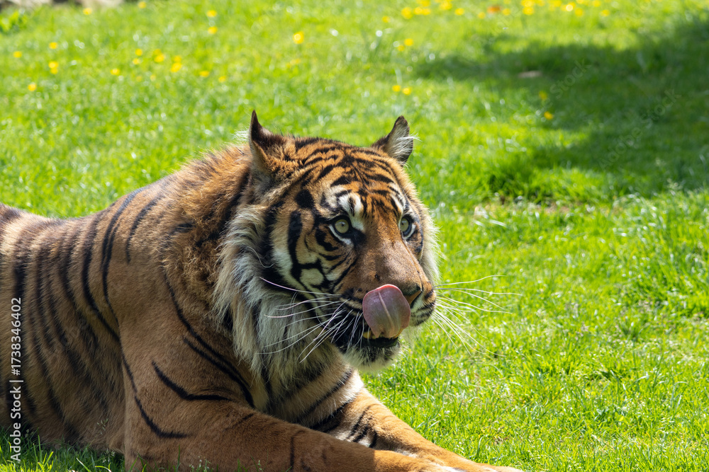 Obraz premium Tigre de Sumatra