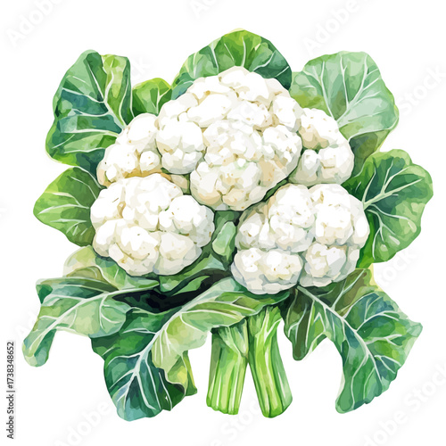 minimal yet artistic elements for creative designs. hand-drawn paint, Simple Illustration, A beautiful painting of cauliflower set, EPS format, isolated on a white background, watercolor style	