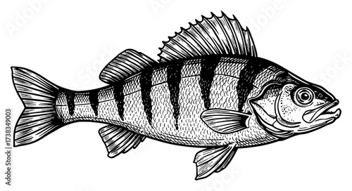 Perch Fish Detailed Engraving Style Black and White Outline Line Art Drawing for Logo Design Element
