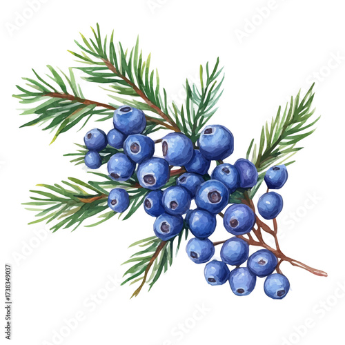 hand-drawn paint, Simple Illustration, A beautiful painting of cedar berries, EPS format, isolated on a white background, watercolor style, minimal yet artistic elements for creative designs	
