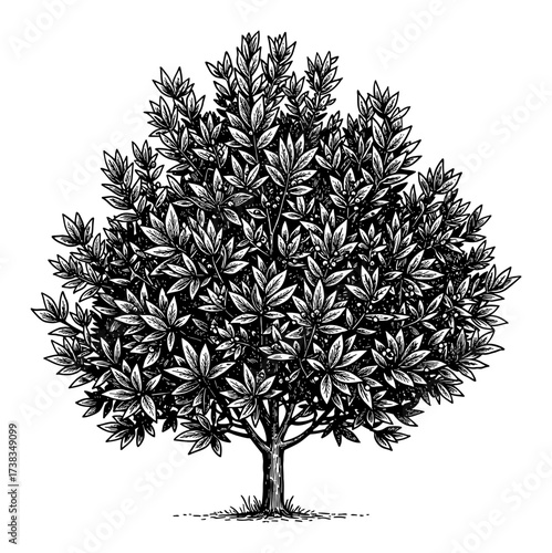 Big Lush Bay Laurel Tree Vintage Woodcut Style Black and White Outline Line Art Drawing Isolated