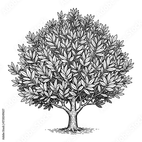Big Lush Bay Laurel Tree Coloring Book Style Black and White Outline Line Art Drawing