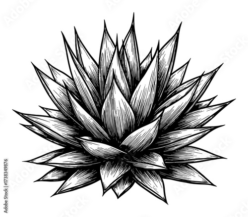Detailed Agave Plant Succulent Vintage Engraving Style Black and White Outline Line Art Drawing Isolated Object