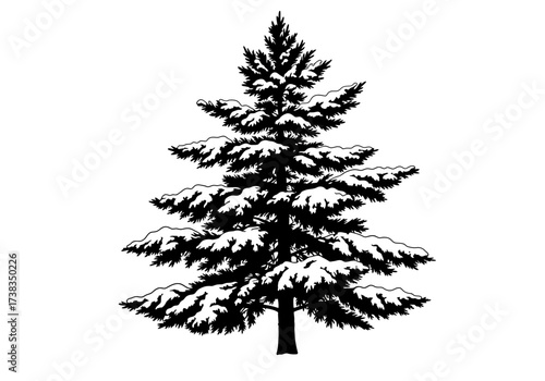 Silhouette of a Snow-Covered Evergreen Tree with Distinct Layers.