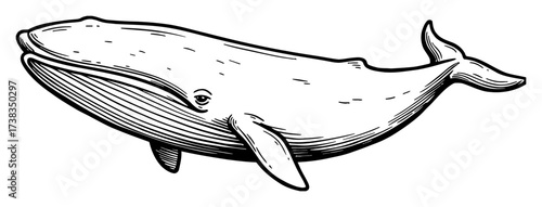 Engraved Sperm Whale Swimming Marine Mammal Vintage Black and White Outline Line Art Drawing