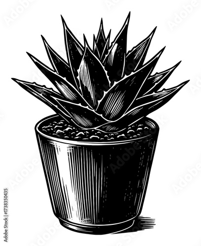 Detailed illustration of Agave plant succulent houseplant in a pot Black and White Outline Line Art Drawing