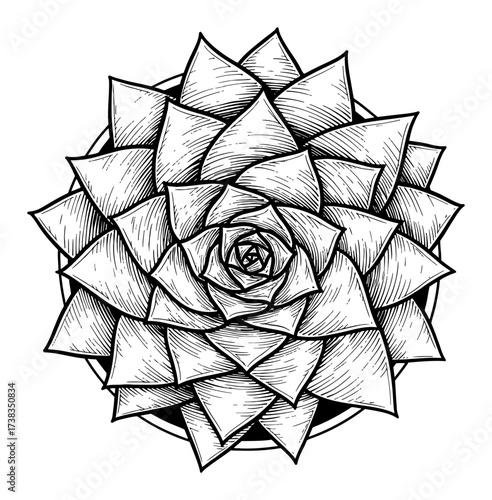 Succulent Rosette Top View Black and White Outline Line Art Drawing Engraving Style for Coloring Book