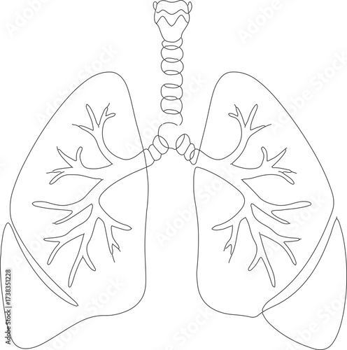 Minimalist Outline Pulmonary System Anatomy Organ Medical Illustration