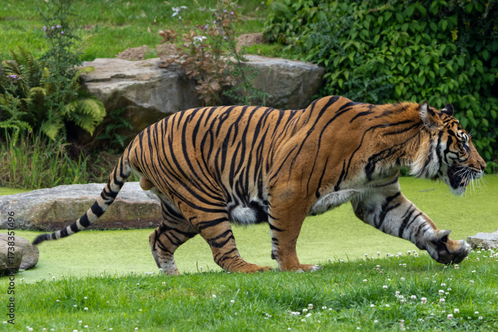 Fototapeta premium Tigre de Sumatra