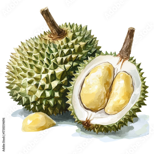 A high-quality watercolor illustration of durian fruit, with fine brush details, painting set in watercolor style, plant set, EPS format, hand-drawn and isolated on a white background