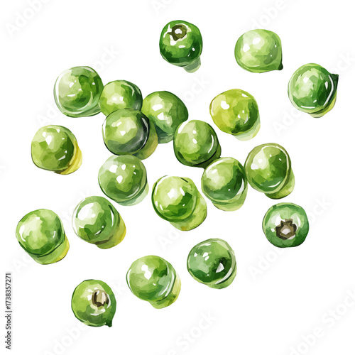 A high-quality watercolor illustration of green peppercorns, with fine brush details, painting set in watercolor style, plant set, EPS format, hand-drawn and isolated on a white background