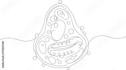 Thin Line Continuous Style Detail Chloroplast Structure Biology Diagram