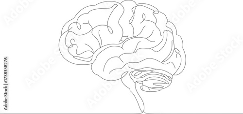 One Line Drawing Human Brain Illustration Medical Science Anatomy Art