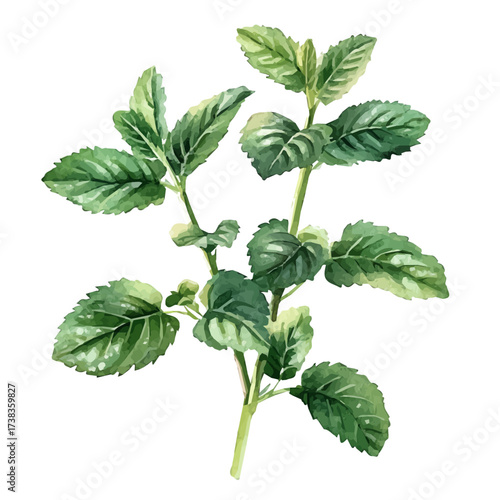hand-drawn paint, Simple Illustration, A beautiful painting of lemon balm, EPS format, isolated on a white background, watercolor style, minimal yet artistic elements for creative designs	