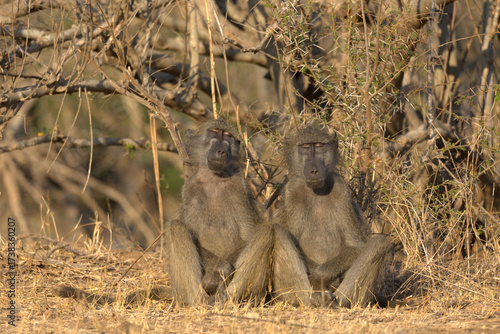 Photography Chacma Baboons resting (Papio ursinus)