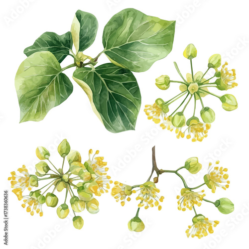 A high-quality watercolor illustration of linden flowers set, with fine brush details, a painting set in watercolor style, plant set, EPS format, hand-drawn, and isolated on a white background