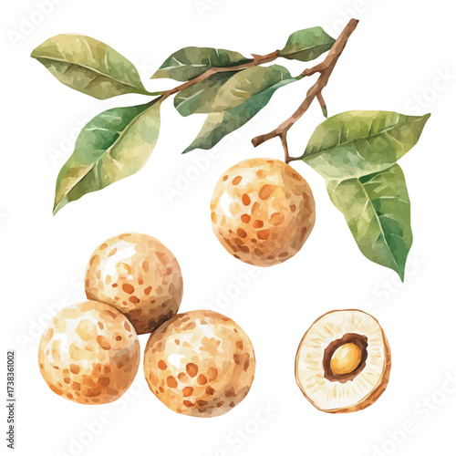 A Watercolor painting of longan fruit branch set, delicately hand-painted with artistic brush strokes, minimal layout, white background, vector EPS. vector illustration	