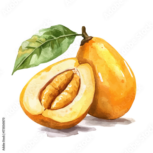 A Watercolor painting of lucuma fruit, delicately hand-painted with artistic brush strokes, minimal layout, white background, vector EPS. vector illustration