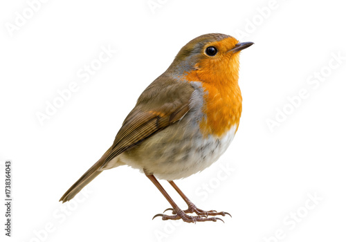 Isolated European Robin perching, standing still in daylight, waiting for spring to come